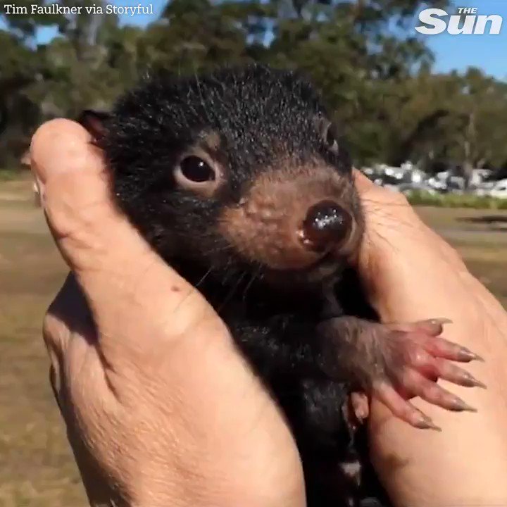 Cute little Tasmanian devil loves ear scratches and tummy tickles