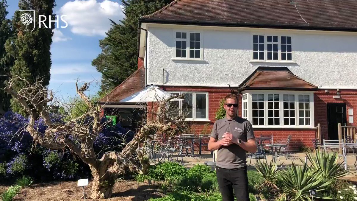 The RHS (@The_RHS) on Twitter photo 2020-06-26 10:22:00 Did you know that @RHSWisley is home to some very special trees which have featured in #RHSChelsea gardens over the past few years? Take a tour with curator @Matthew_Pottage! with thanks to @LemonTreeTrust, @HortusLoci and @MorganStanley Did you know that @RHSWisley is home to some very special trees which have featured in #RHSChelsea gardens over the past few years? Take a tour with curator @Matthew_Pottage! with thanks to @LemonTreeTrust, @HortusLoci and @MorganStanley