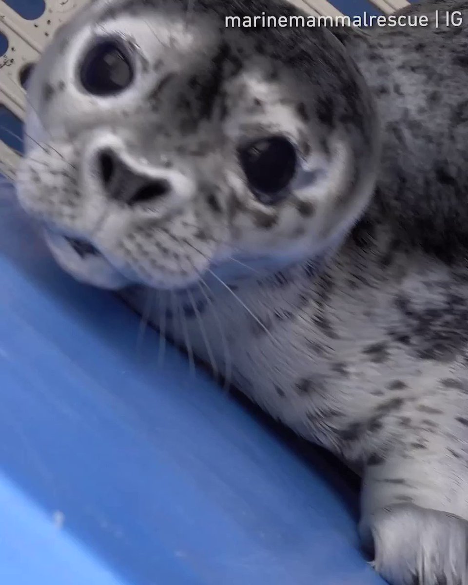 These seals are too cute to be real💙
📹 @MarMamRescue https://t.co/FcfNPvFBgI