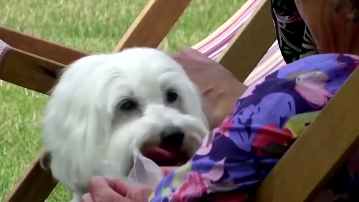 Dog lovers were thrown a bone by a Danish amusement park which hosted an annual 'dog day' https://t.co/45FNFYuVSx