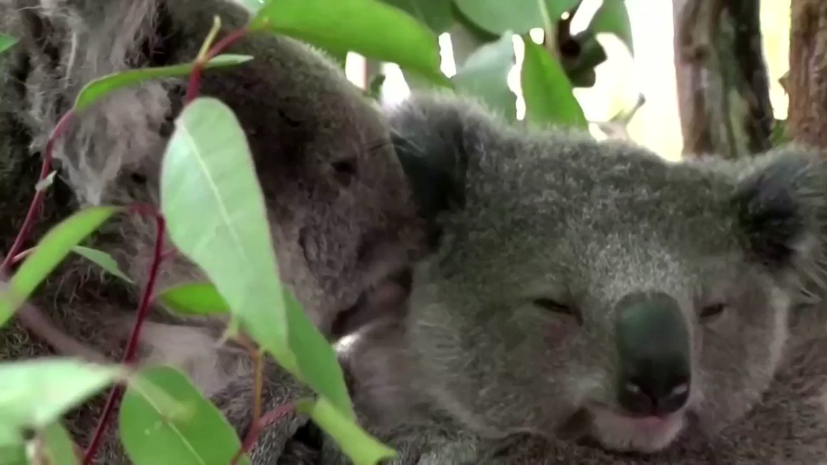 Koalas face extinction in Australia's New South Wales by 2050, according to a parliamentary report https://t.co/H6bDz5MZql https://t.co/6qhLGdrlpP