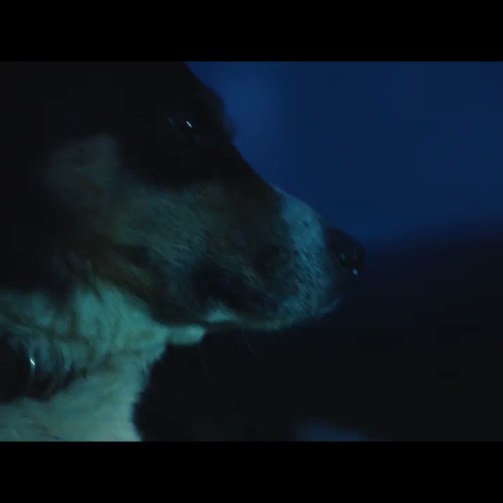 Does The Dog Die In Hereditary