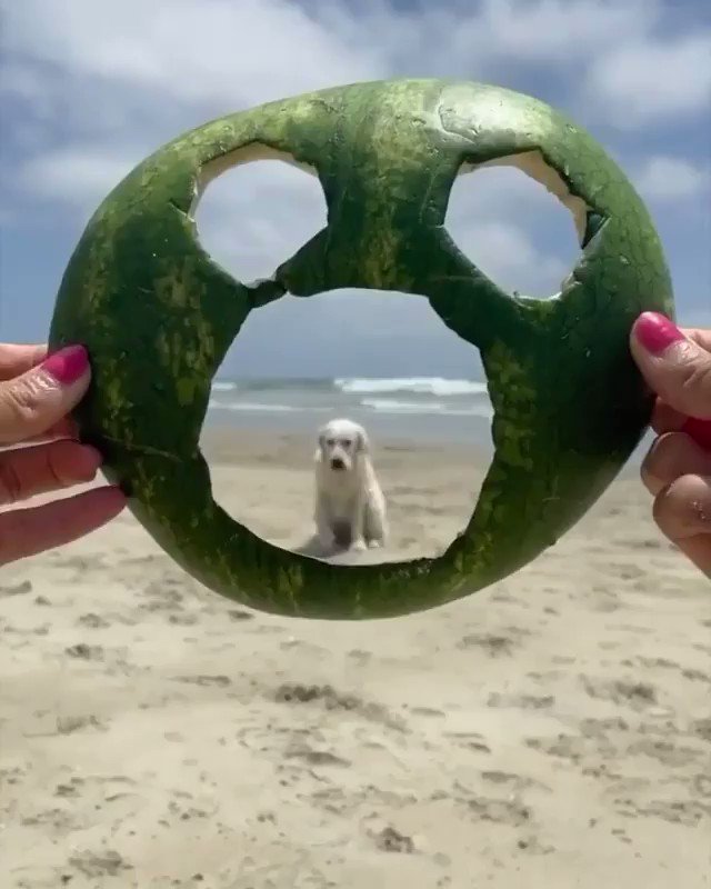 🎭🐶🐕💨💨💨🥰🥰🥰 #犬好きさんと繋がりたい #犬のいる幸せ