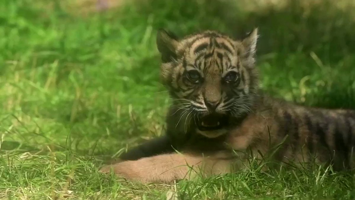 WATCH: The Wroclaw Zoo welcomed a rare Sumatran tiger cub, the first to have been born in Poland in eight years https://t.co/9IiSL3twna
