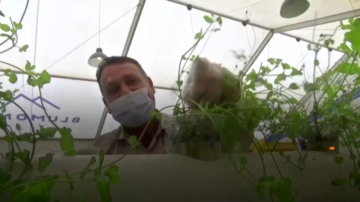 WATCH: Syrian refugees are using old mattresses to grow lush vertical gardens in the sprawling Jordanian desert https://t.co/CZaELQzKPM