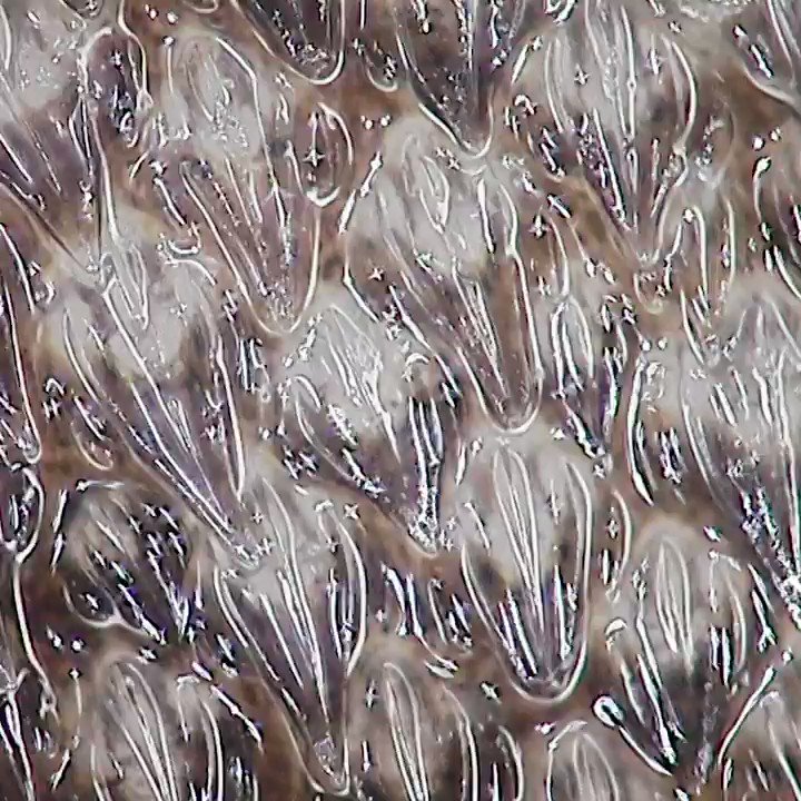 Science Channel on Twitter: "Sharks are stealthy hunters and the secret