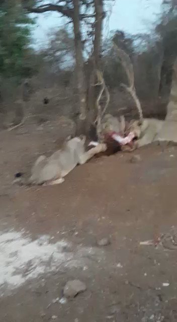 T 3611 - Seen this myself. During shoot of Gujarat Tourism film, reached watering hole where pride of lions drinking water. They moved on seeing us. The villager with us got down from our jeep with ‘lathi’ & herded them back to the water hole, as though he was herding his cattle! https://t.co/uDId6ZccpI