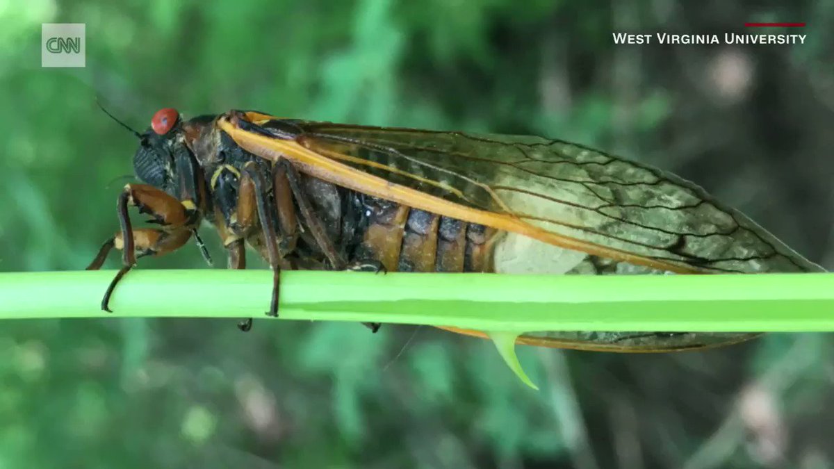 Researchers at West Virginia University have been tracking the strange behavior of so-called "zombie cicadas." https://t.co/hMWkJoPmXi https://t.co/eY4lRz0sxE