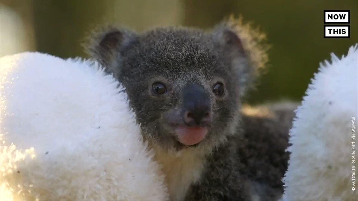Some good news: Koalas are having a successful breeding season at this Australian wildlife park after the devastating bushfires that began at the end of 2019 and threatened much of their population https://t.co/zGgNsIBpr3