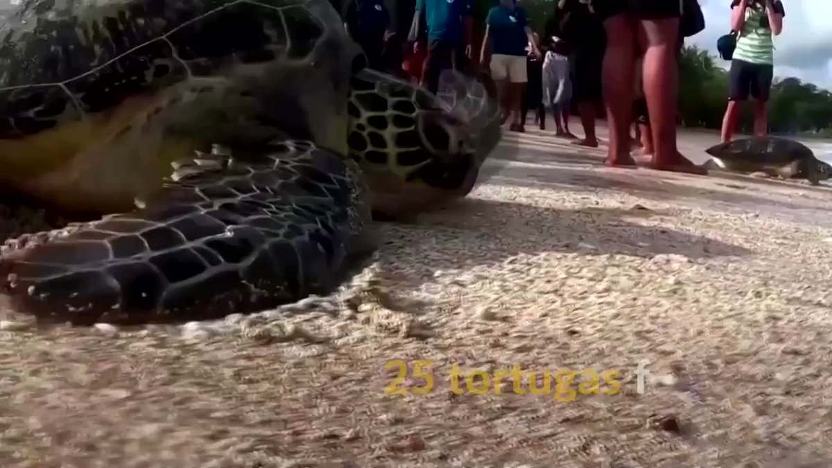 Tortugas en peligro de extinción y rescatadas de cazadores furtivos son devueltas al océano en Indonesia 🇮🇩 https://t.co/IkQ9zvpnLt