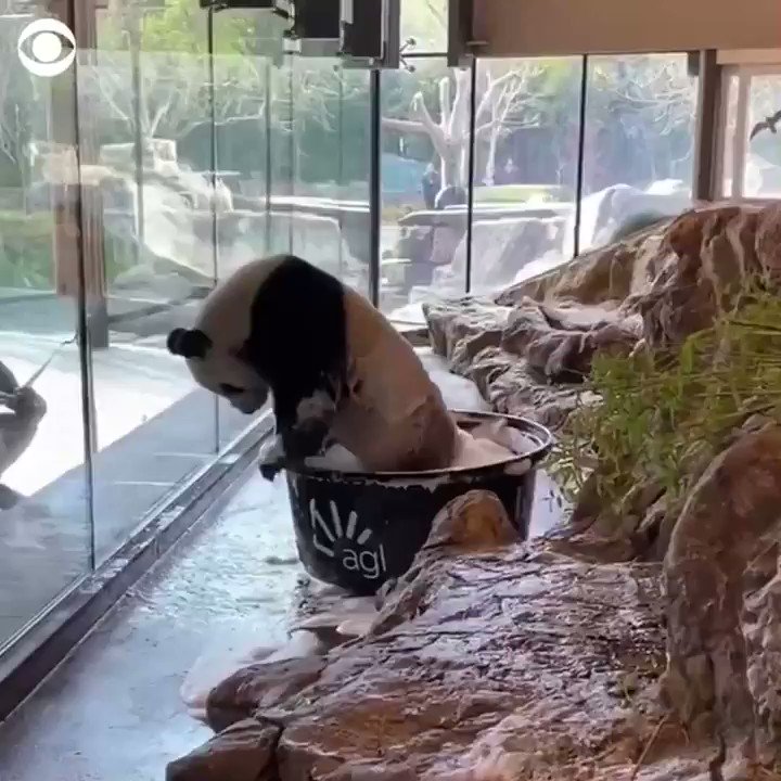 CBS News (@CBSNews) on Twitter photo 11/08/2020 01:34:46 BATH TIME: This adorable giant panda had a ball splashing around in a bubble bath at a zoo in Australia. 🐼 🛁 BATH TIME: This adorable giant panda had a ball splashing around in a bubble bath at a zoo in Australia. 🐼 🛁