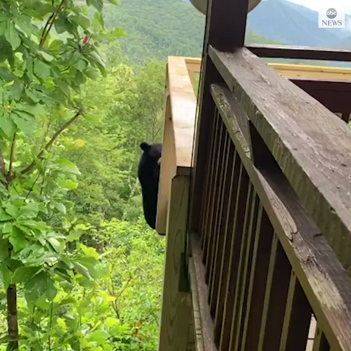 Daring bear makes a perilous leap from a high balcony to a tree as an astonished North Carolina homeowner looks on. https://t.co/Dav2gW6ly8 https://t.co/WPwymH6PSm