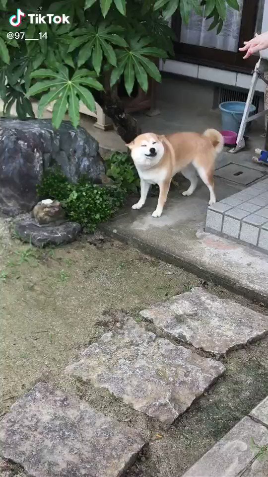 癖が強い音楽に合わせながら、撫でられまちのわんちゃん！