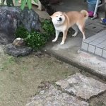 癖が強い音楽に合わせながら、撫でられまちのわんちゃん!