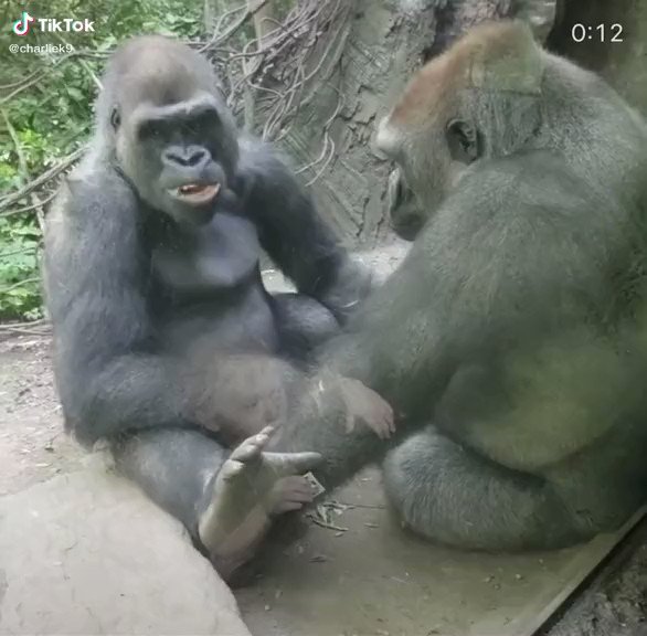 ゴリラ同士のじゃれ合いが最高！乳首をつままれた・痛いからやめてくれ～！！