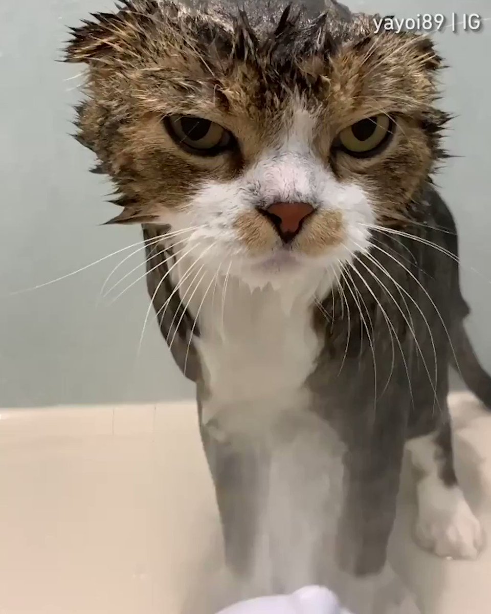 You'll pay for this, hooman
📹 yayoi89 | IG https://t.co/6D8VHNBK9g