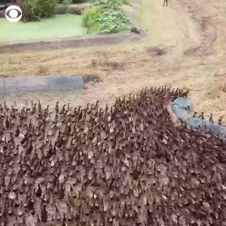 DUCK ARMY: Drone footage captures 10,000 ducks “cleaning” rice paddies in Thailand. Farmers use the ducks to remove pests from the fields. https://t.co/zwu5AqmAZk