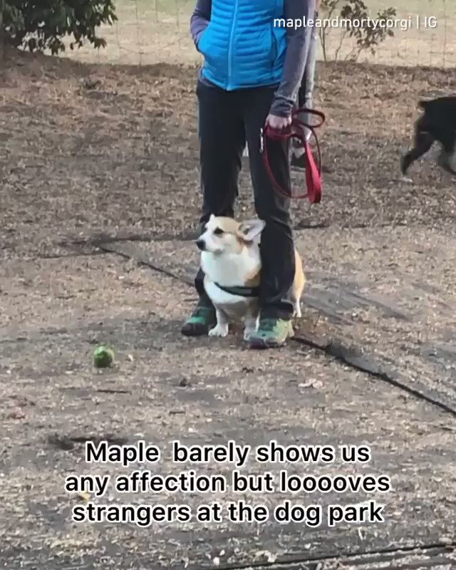 Why be one hooman’s good boi, when you can be everyone’s good boi?
📹 mapleandmortycorgi | IG https://t.co/X6V8Qh6zhv