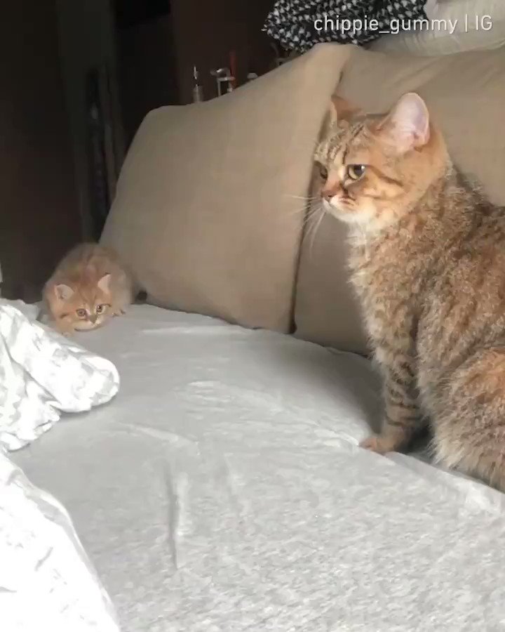 子猫にちょっかい出されても、冷静な態度で臨む母親猫WWW