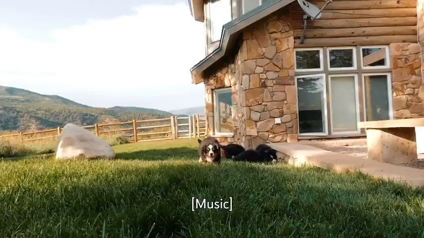Eight minutes of slow-mo puppies is exactly what you need today. β https://t.co/QEoVTXXBpN https://t.co/DjKkUATKIv