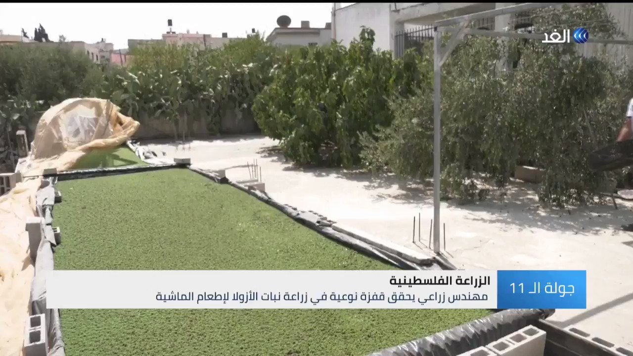 قناة الغد مهندس زراعي فلسطيني يحقق قفزة نوعية في زراعة نبات الأزولا لإطعام الماشية تقرير مراسلنا خالد بدير