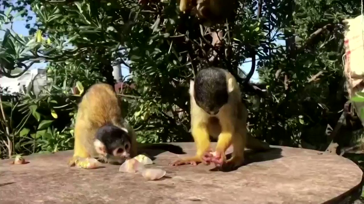 A troop of Bolivian black-capped squirrel monkeys cooled off with some ice lollies at London Zoo https://t.co/EWSUavcTxq