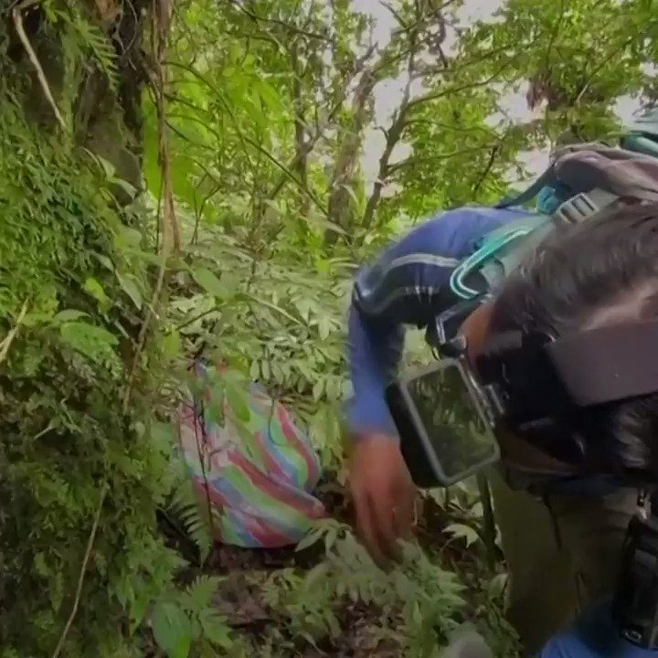 Plant hunters in Taiwan are trying to collect and preserve rare plant species https://t.co/6LAM0oNBbh https://t.co/W58sM9nhVh
