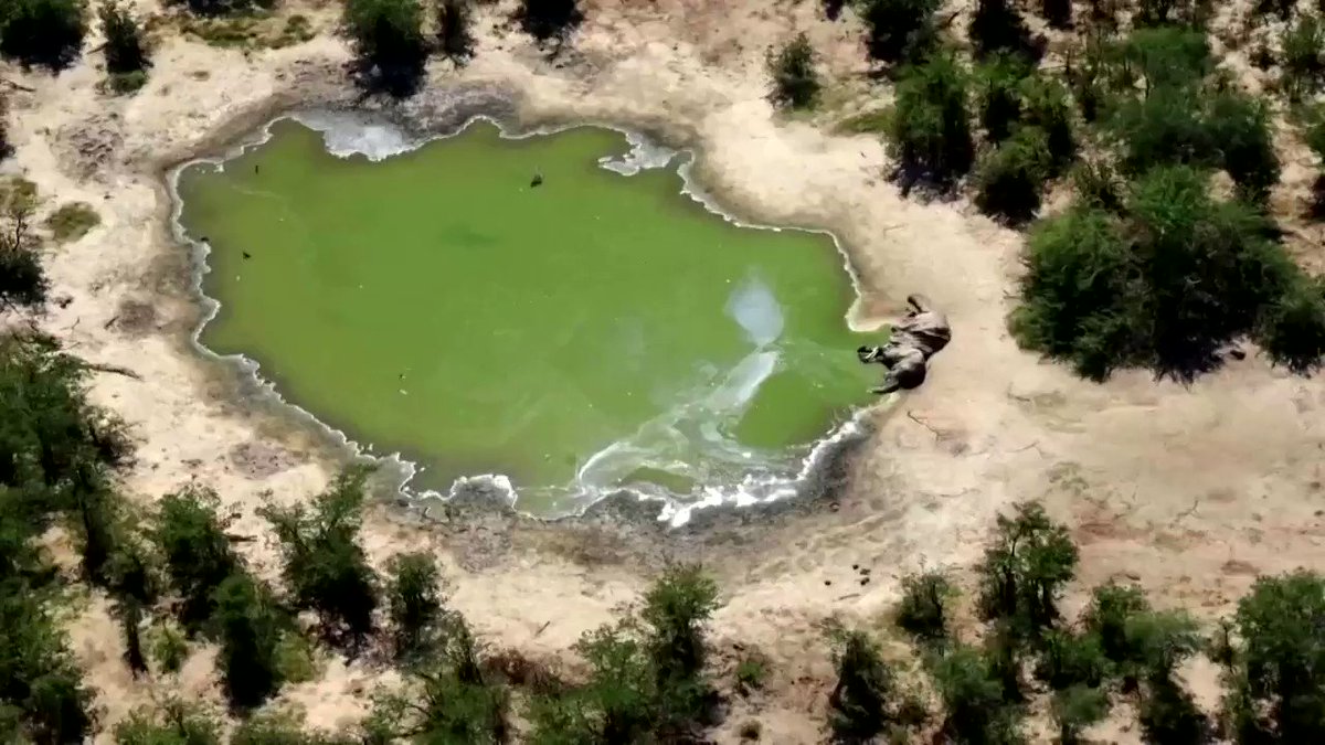 WARNING: GRAPHIC CONTENT - The deaths of hundreds of elephants in Botswana this year were caused by toxins produced by a water-dwelling bacteria, officials said https://t.co/lbzDgO3ZMP https://t.co/dwWurEkNLz