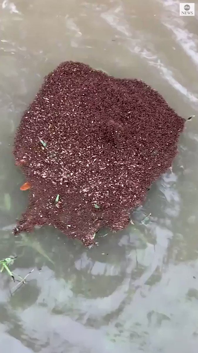 CREEPY FLOATIES: A city in Texas is warning residents to avoid walking in floodwaters, because of the dangers of floating piles of ants. https://t.co/9U9ZMRVpph https://t.co/D8PaOhFeo1