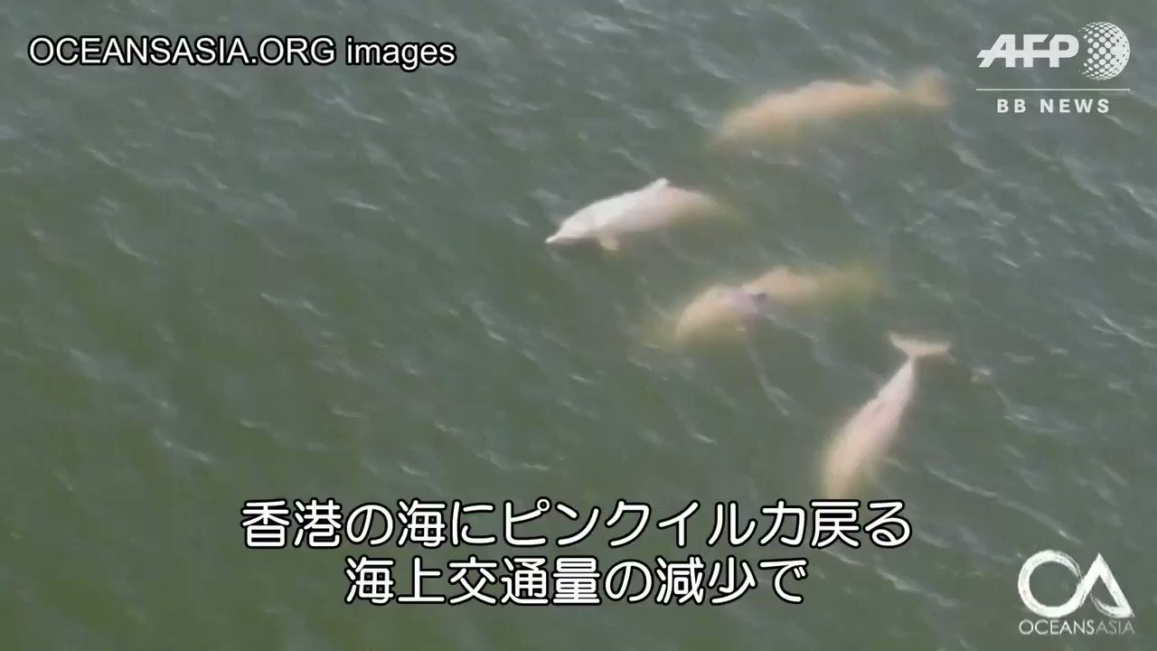 Afpbb News 香港の海にピンクイルカ戻る 海上交通量の減少で T Co Vliv0i4omr Twitter