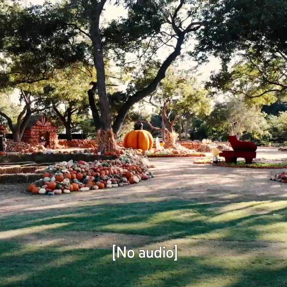 1. Click @DallasArboretumโs pumpkin patch video
2. Right click video
3. Loop
4. Full screen
5. ๐
โถ๏ธ https://t.co/gucjIkqcoe https://t.co/7oQk1ZyqvV