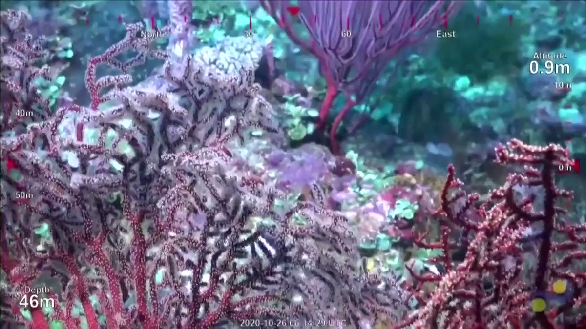 Australian scientists found a detached coral reef on the Great Barrier Reef that exceeds the height of the Empire State Building and the Eiffel Tower, the first such discovery in over 100 years https://t.co/pRYcaN0zEn https://t.co/g4glH3JsvL