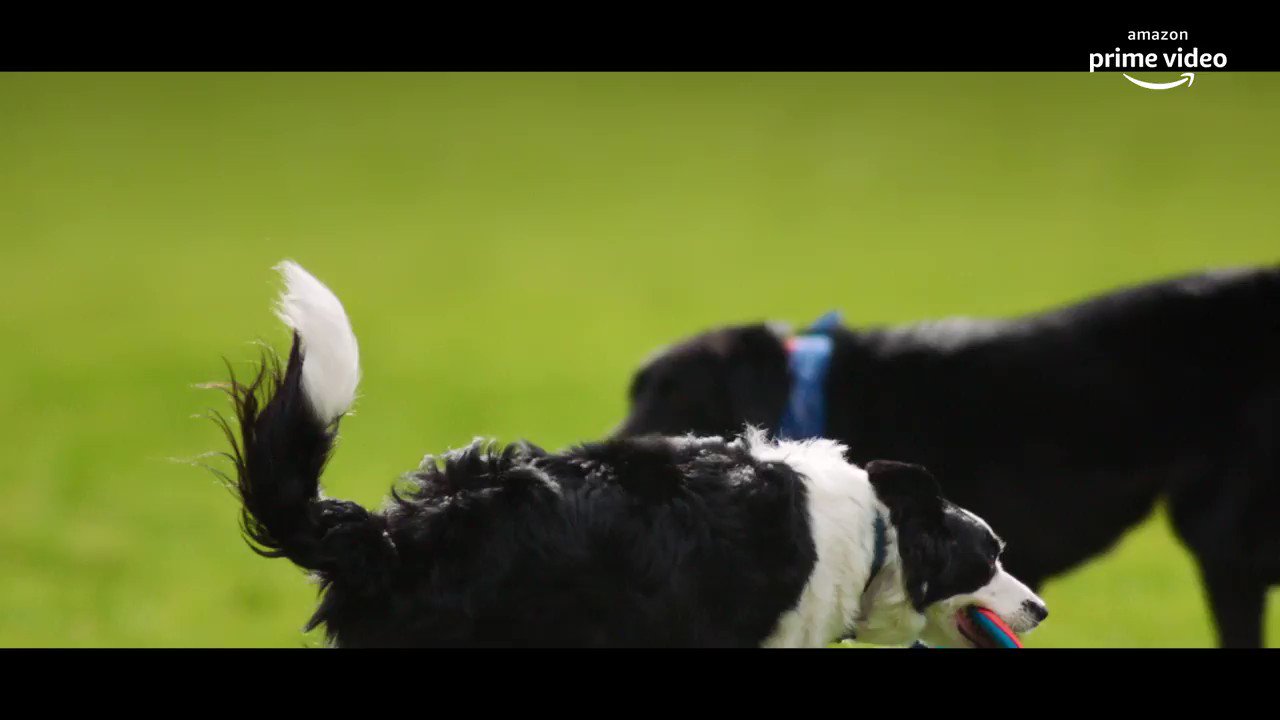 Amazon Prime Video プライムビデオ わんっわんっわんっ ザ パック 愛犬と挑むドッグレース シーズン1 11月日 金 Amazonプライムビデオ 独占配信