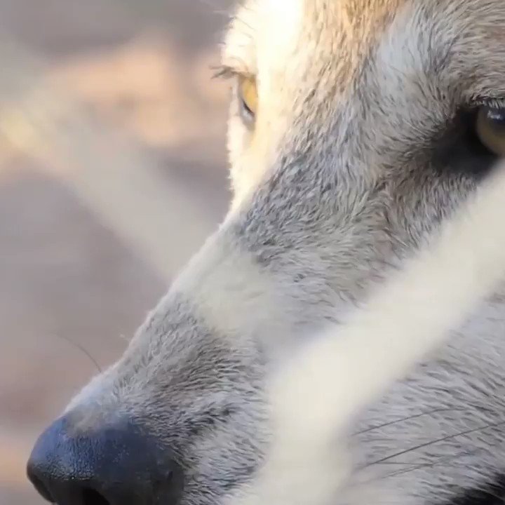 🐺🐺 #Mafalda y Susanita nacieron en nuestra Unidad de Manejo para la Conservación de la Vida Silvestre (UMA) de Buenavista del Cobre, localizada en #Cananea, #Sonora.
🏜Son dos lobeznas que forman parte de los ejemplares que hemos reintroducido a la vida salvaje de #México🇲🇽 https://t.co/qU5jNvGTFm