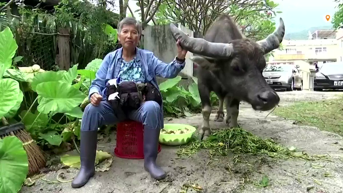 ICYMI: After finding an injured male wild water buffalo 12 years ago, Hong Kong’s Leung Siu-wah has dedicated her life to saving them https://t.co/gxQGac4pIG
