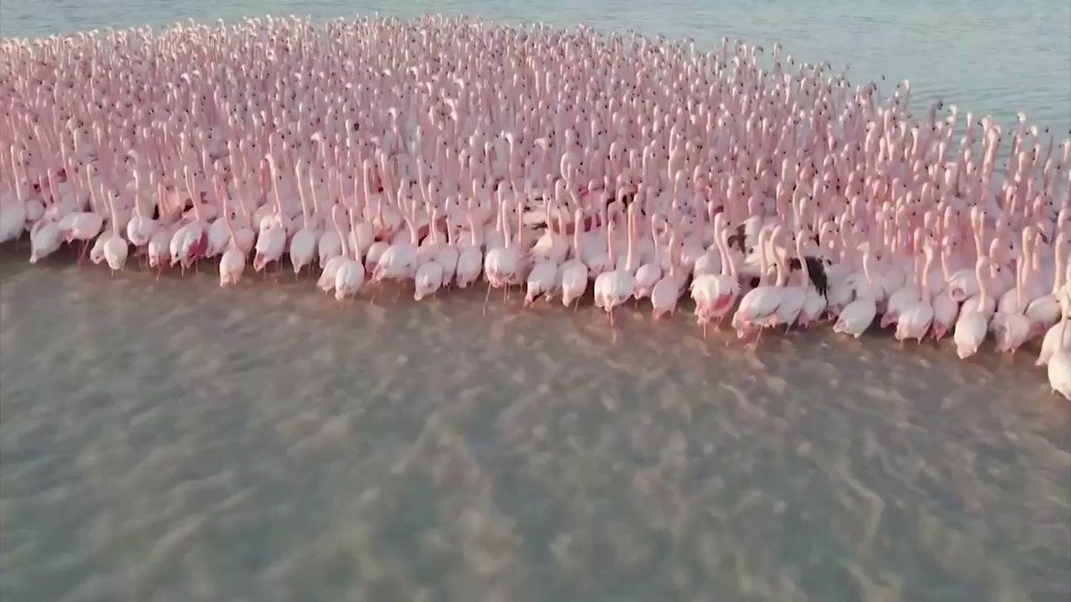 WATCH: Quite flamboyant! A group of flamingos land on a Kazakh lake 🦩 https://t.co/5zSZ6lSU8L