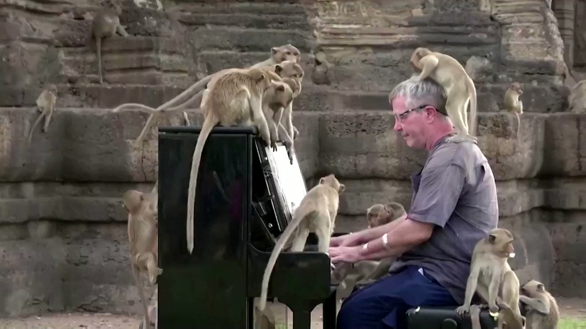 WATCH: British musician Paul Barton plays the piano to soothe Thailand's hungry monkeys https://t.co/vRHvCtMmbY https://t.co/I9RBFbfdGv
