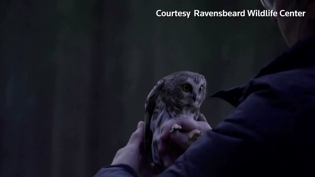 WATCH: An owl named 'Rocky,' found stuck inside the famed Rockefeller Center Christmas Tree, was released back into the wild https://t.co/FmmPXWbEcz