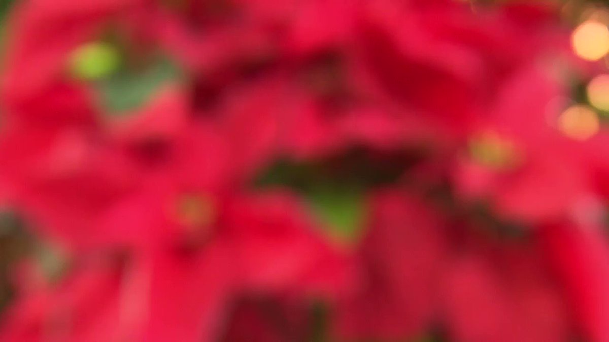 A little poinsettia grew into this monster plant. CNN's Jeanne Moos reports. https://t.co/ny5jBw7Rll https://t.co/3SAYnUdGp9