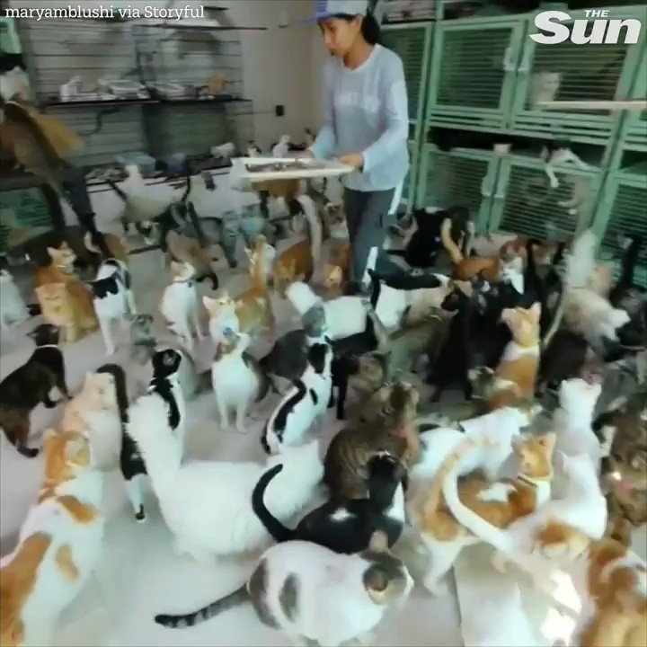 Woman lives with the hundreds of stray cats she rescued