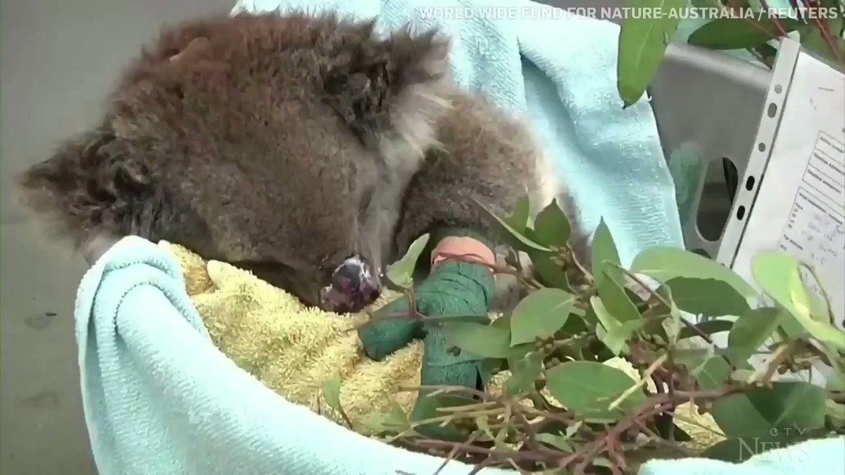 More than 60,000 koalas killed or hurt in Australia's bushfires