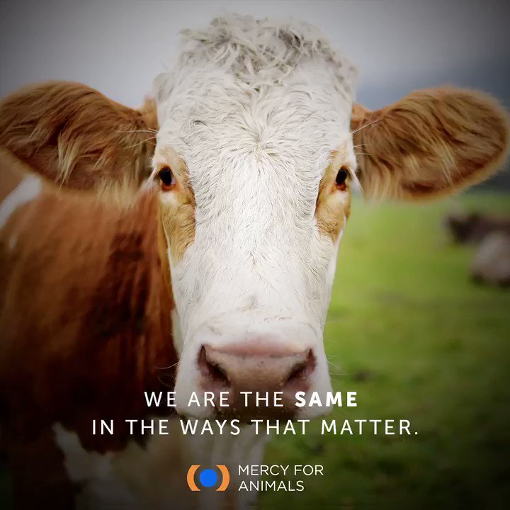 Mercy For Animals on Twitter: Mercy For Animals on Twitter: