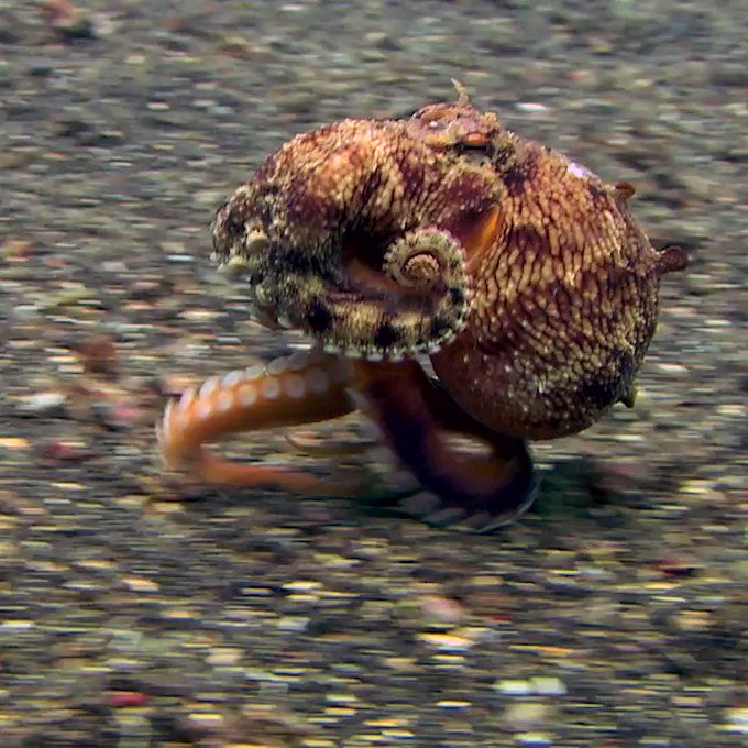 タコは意外と速く歩く！？海底をお散歩するタコがキモかわいい！のサムネイル画像