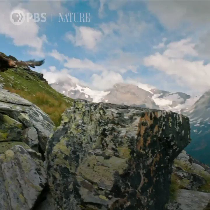 RT @PBSNature: To protect her young, this mama marmot is always on the lookout for deadly eagles. #NaturePBS https://t.co/9KvM2sm5xR
