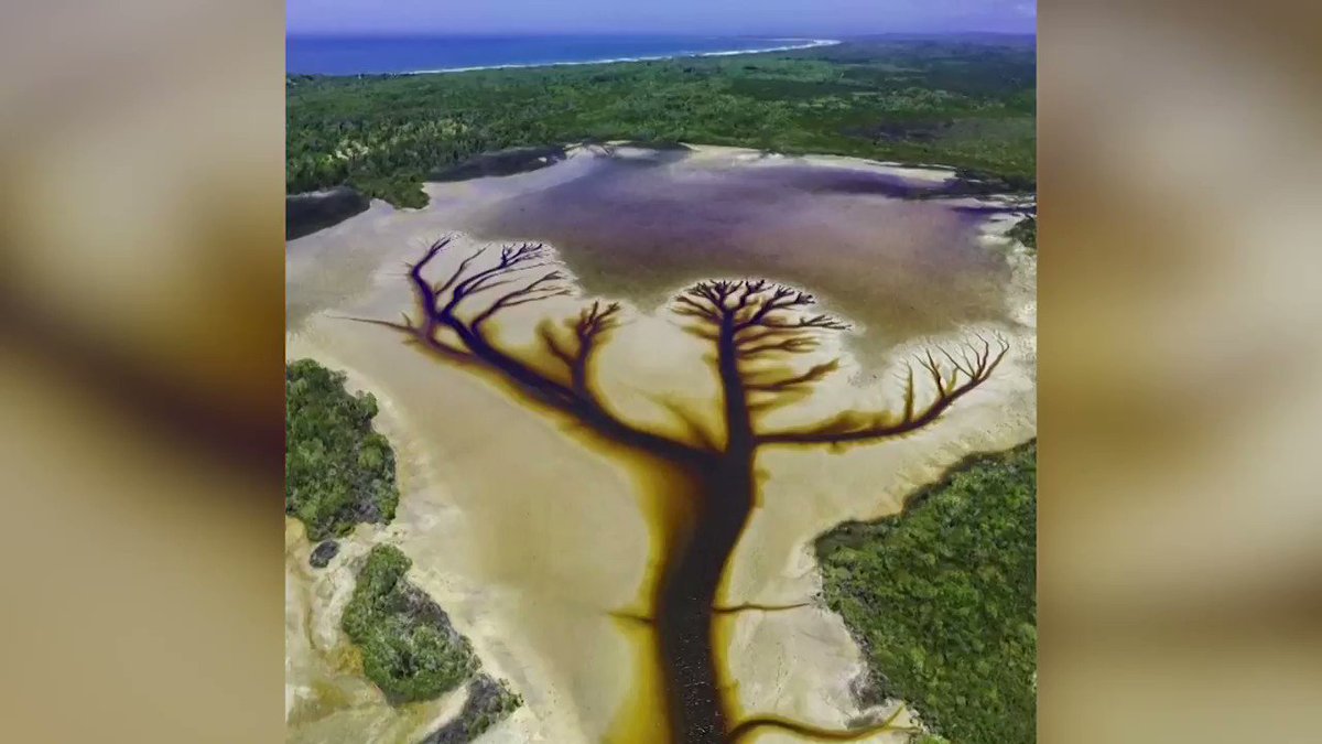 Drone photos and video captured over the course of six months show what resembles a remarkable depiction of a tree in Lake Cakora, Australia https://t.co/vifa6DDOg6