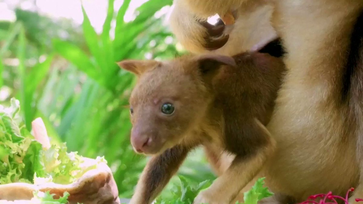 At Australia’s Taronga Zoo Sydney, a tree-kangaroo joey 🦘 is taking curious peeks of the outside world https://t.co/5Wfrni5ZiV