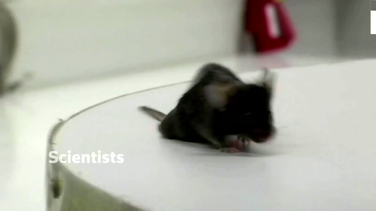 Scientists have enabled paralyzed mice to walk again by using a designer protein injected into the brain https://t.co/pRIibVfNp4 π https://t.co/aZHLygYR0m