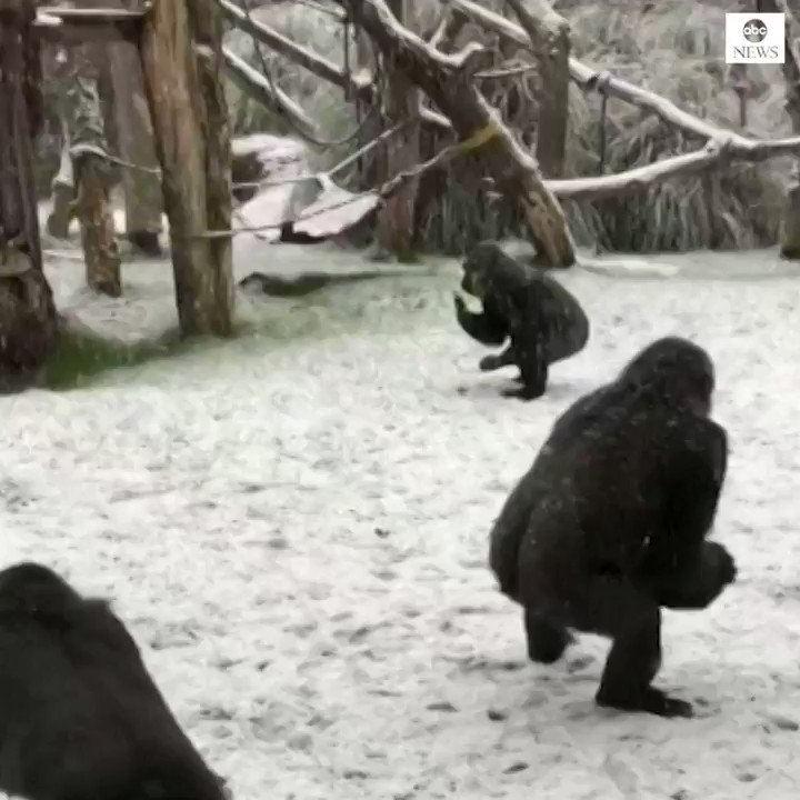 LET IT SNOW: Snowfall in the British capital was a novel experience for some of the inhabitants of London Zoo. https://t.co/qu1V7FtCtR https://t.co/GdELpT4qYD