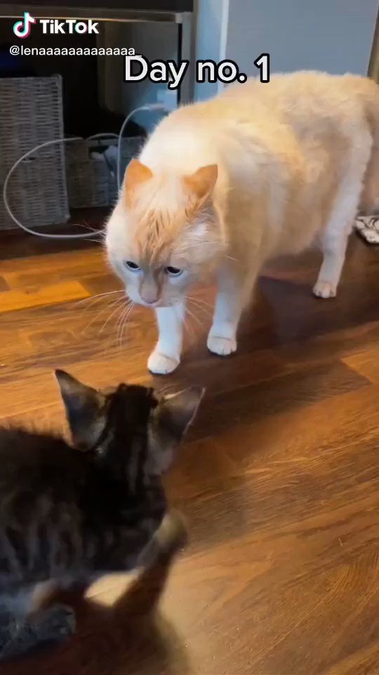 時間をかけて仲良くなっていく姿に胸が熱くなる…猫も人間も一緒ですね！！