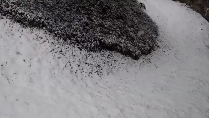 This Video makes me so happy during this fucked up world we live in.  https://t.co/ElYSxl4RjE